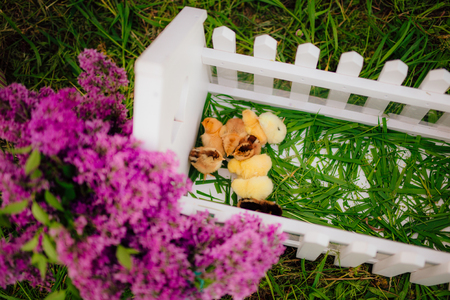 Little yellow chickens in a white wooden paddock in the grass.の写真素材