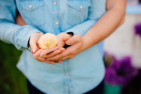Little yellow chicken in the boys hands.の写真素材