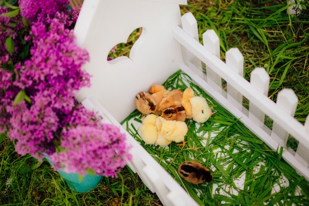 Little yellow chickens in a white wooden paddock in the grass.の写真素材