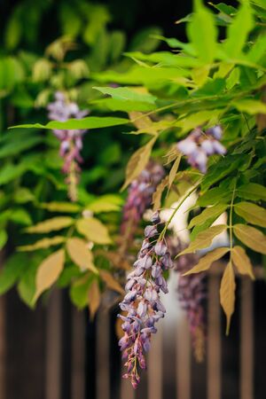 Beauty rooted in the large wisteria trellis, 150 year old wisteriaの写真素材