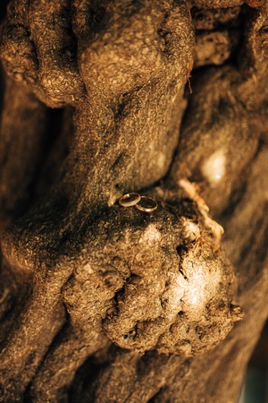 Gold wedding rings on a wooden backgroundの写真素材