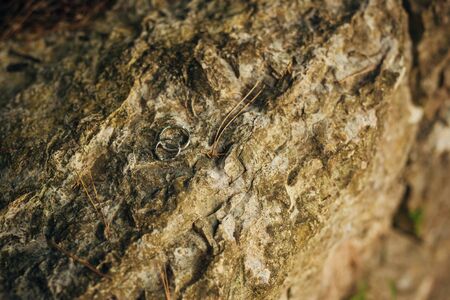Wedding rings on the stones in the grass. Wedding in Montenegro.の写真素材