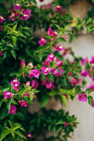 bunch of pink bougainville tropical flower closeup shotの写真素材