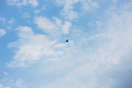 photo of gull in sky with clouds and bright sunの写真素材