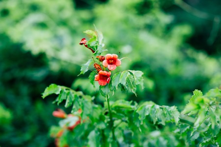 Flowers and plants in Montenegro. Montenegrin flora.の写真素材
