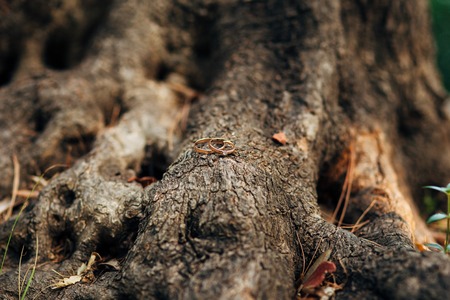 Wedding rings on a thread in the olive tree. Wedding in Montenegroの写真素材