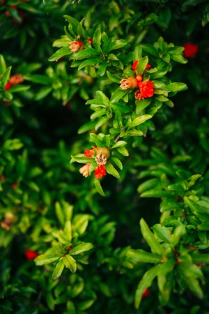Fruits of pomegranate on a tree in Montenegro. Close-up of branches, leaves and fruits.の写真素材