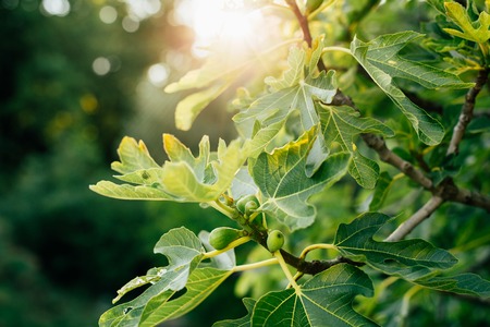 Figs on the tree. Leaves on a tree in Montenegro.の写真素材