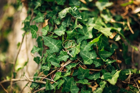 Wedding rings on ivy. Wedding in Montenegro.の写真素材