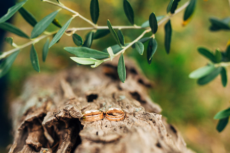 Wedding rings on a thread in the olive tree. Wedding in Montenegroの写真素材