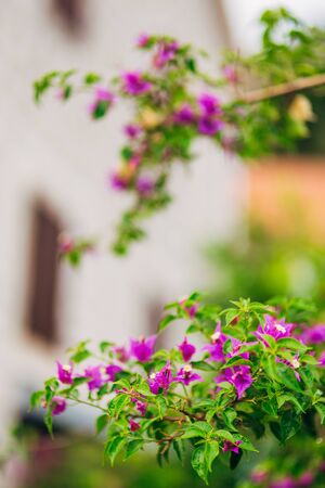 bunch of pink bougainville tropical flower closeup shotの写真素材