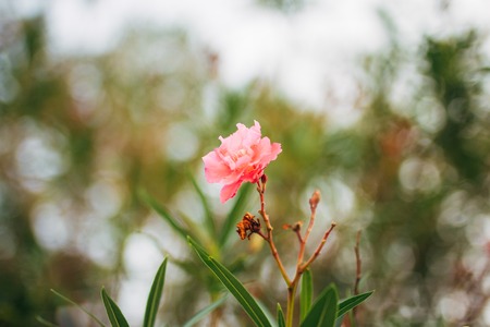 Flowers and plants in Montenegro. Montenegrin flora.の写真素材