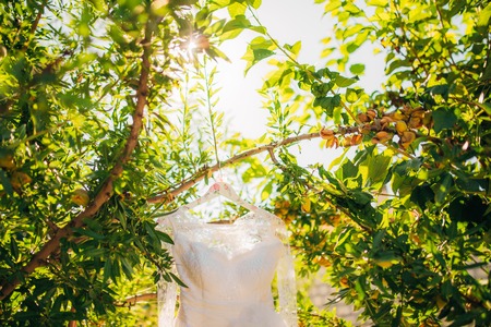 The brides dress on a hanger in the green in Montenegroの写真素材