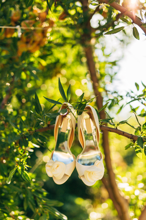 Wedding shoes of the bride hang on a branch of an olive tree, a wedding in Montenegro.の写真素材