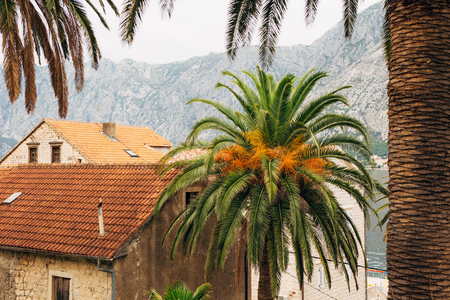 Date palm in Montenegro. Large palm trees.の写真素材