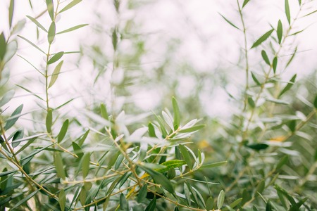 Branches and leaves of an olive tree in an olive grove in Montenegro.の写真素材