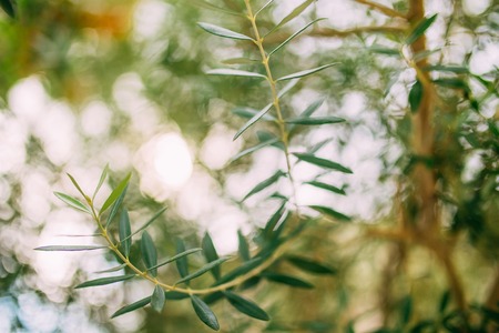 Branches and leaves of an olive tree in an olive grove in Montenegro.の写真素材