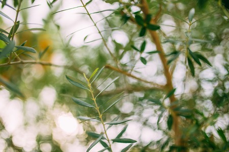Branches and leaves of an olive tree in an olive grove in Montenegro.の写真素材