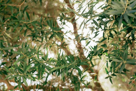 Branches and leaves of an olive tree in an olive grove in Montenegro.の写真素材