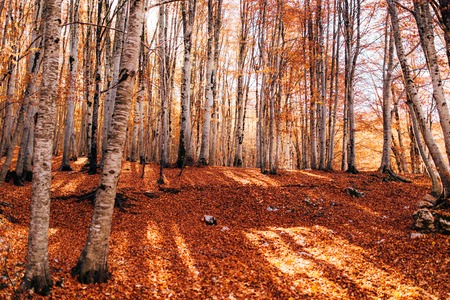 Autumnal landscape with a birch grove on an edge of agricultural fieldの写真素材