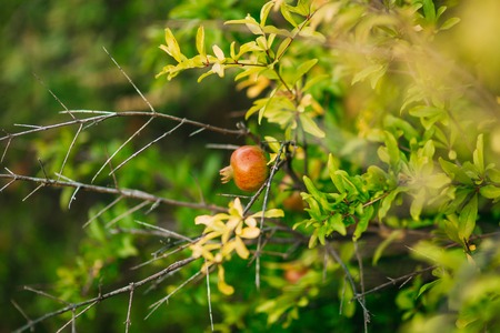 Fruits of pomegranate on a tree in Montenegro. Close-up of branches, leaves and fruits.の写真素材