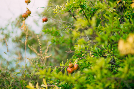 Fruits of pomegranate on a tree in Montenegro. Close-up of branches, leaves and fruits.の写真素材