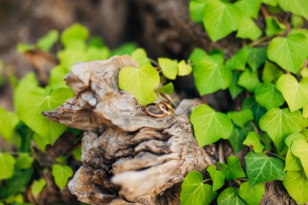 Wedding rings on a thread in the olive tree. Wedding in Montenegroの写真素材