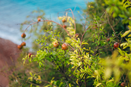 Fruits of pomegranate on a tree in Montenegro. Close-up of branches, leaves and fruits.の写真素材