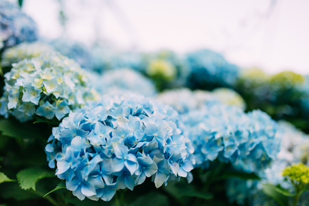 Blooming hydrangea on the streets of Montenegro.の写真素材