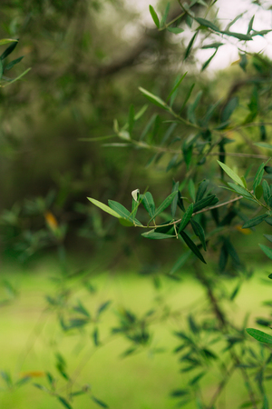 Olive branch with leaves close-up. Olive groves and gardens in Montenegro.の写真素材
