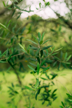 Olive branch with leaves close-up. Olive groves and gardens in Montenegro.