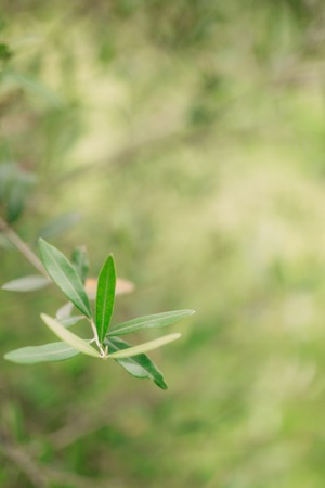 Olive branch with leaves close-up. Olive groves and gardens in Montenegro.の写真素材
