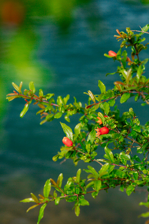 Flowering pomegranate fruit on the tree in Montenegro. Pomegranate tree on the beach.の写真素材