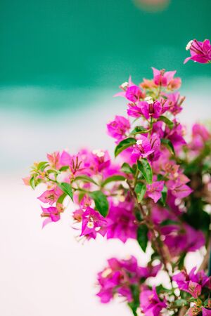 Flowering bougainvillea trees in Montenegro, the Balkans, the Adriatic.の写真素材