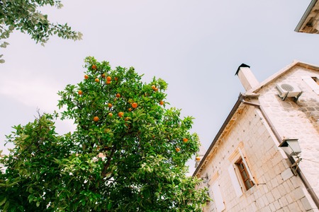 Orange Tree near the stone house. Ripe orange fruit.の写真素材