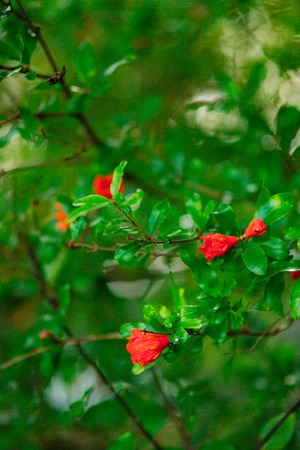 Flowering pomegranate fruit on the tree in Montenegro.の写真素材