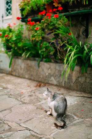 Cats in the old town of Budva, Kotor, Dubrovnik. Croatia and Montenegro.の写真素材