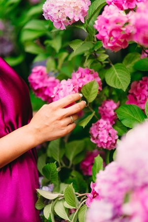 Pink flowers hydrangeas in female hands. Large hydrangea bushes in the city of Perast, in Montenegro.の写真素材