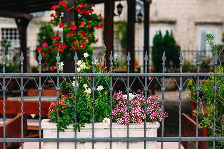 Flowers in pots in the yard are petunia and antirrinum. Flowers behind a metal forged fence. Landscape design. Flora of Montenegro.の写真素材