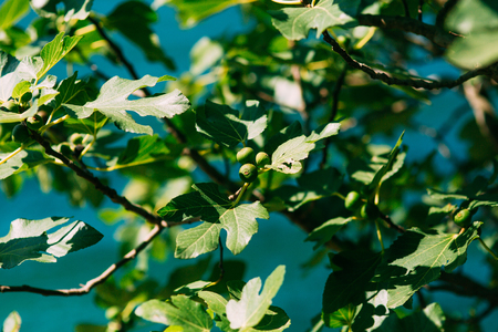 Fig trees, small fruits. Ripening figs on the tree.の写真素材