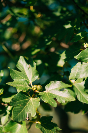 Fig trees, small fruits. Ripening figs on the tree.の写真素材