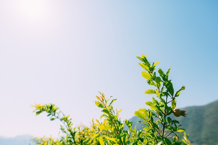 The medium-sized pomegranate fruit on the tree green in Montenegro.の写真素材