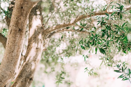 Olive branch with leaves close-up. Olive groves and gardens in Montenegro.の写真素材