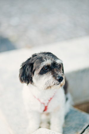 A dog in the city is waiting for its master.の写真素材