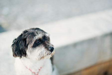 A dog in the city is waiting for its master.の写真素材