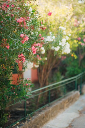 Flowering oleander trees in Montenegro, the Adriatic Sea and the Balkans.の写真素材