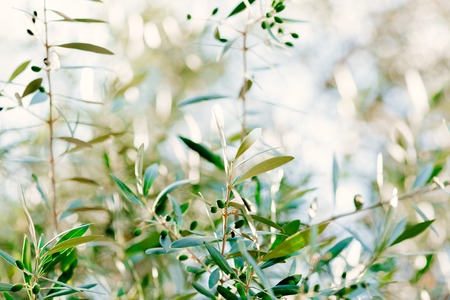 Olive branch with fruits. Olive groves and gardens in Montenegro.の写真素材