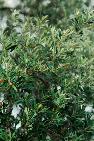 Olive branch with leaves close-up. Olive groves and gardens in Montenegro.の写真素材