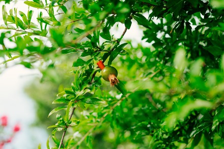 The medium-sized pomegranate fruit on the tree green in Montenegro.の写真素材
