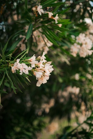 Flowering oleander trees in Montenegro, the Adriatic Sea and the Balkans.の写真素材